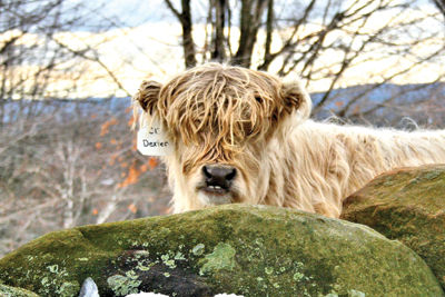 FROM THE FARM - Names for cows