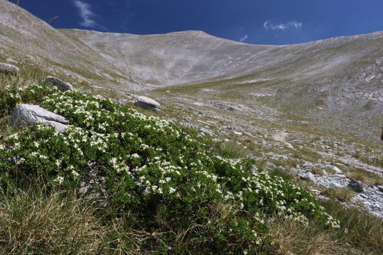 Alpine plants dying off despite mountain summits getting greener, reveals study