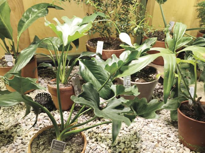 11-1 lakestyle larkin