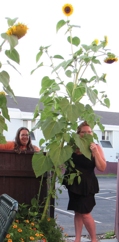 Stretching to the sun