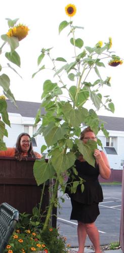 Stretching to the sun