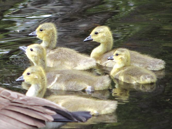 Goslings