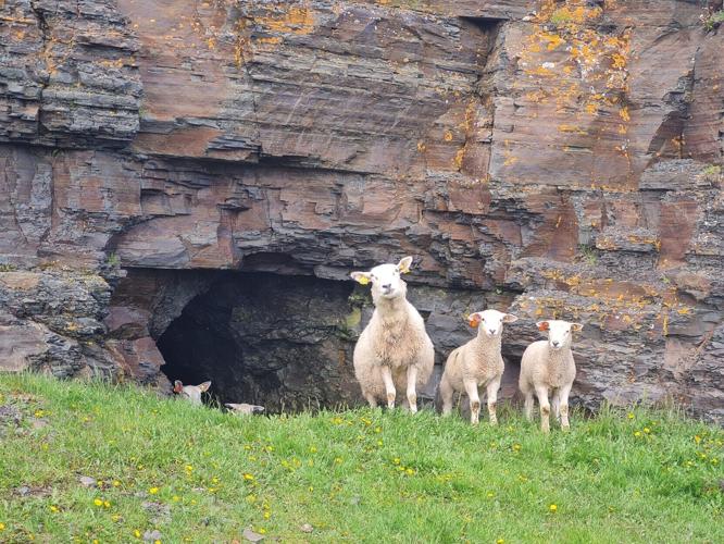One of oldest 3D animal fossils dating back 560 million years found in sheep field