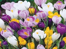 Large flowering crocus