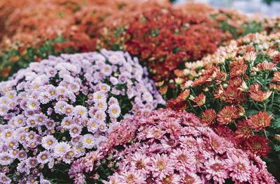 Popular insect repellant plants