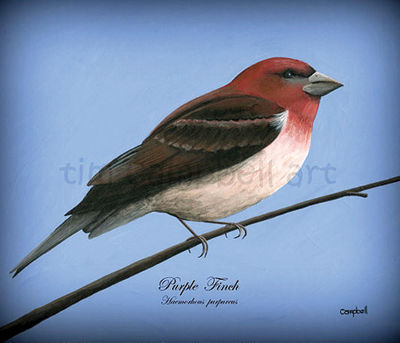 The Art Place – The art of Tim Campbell