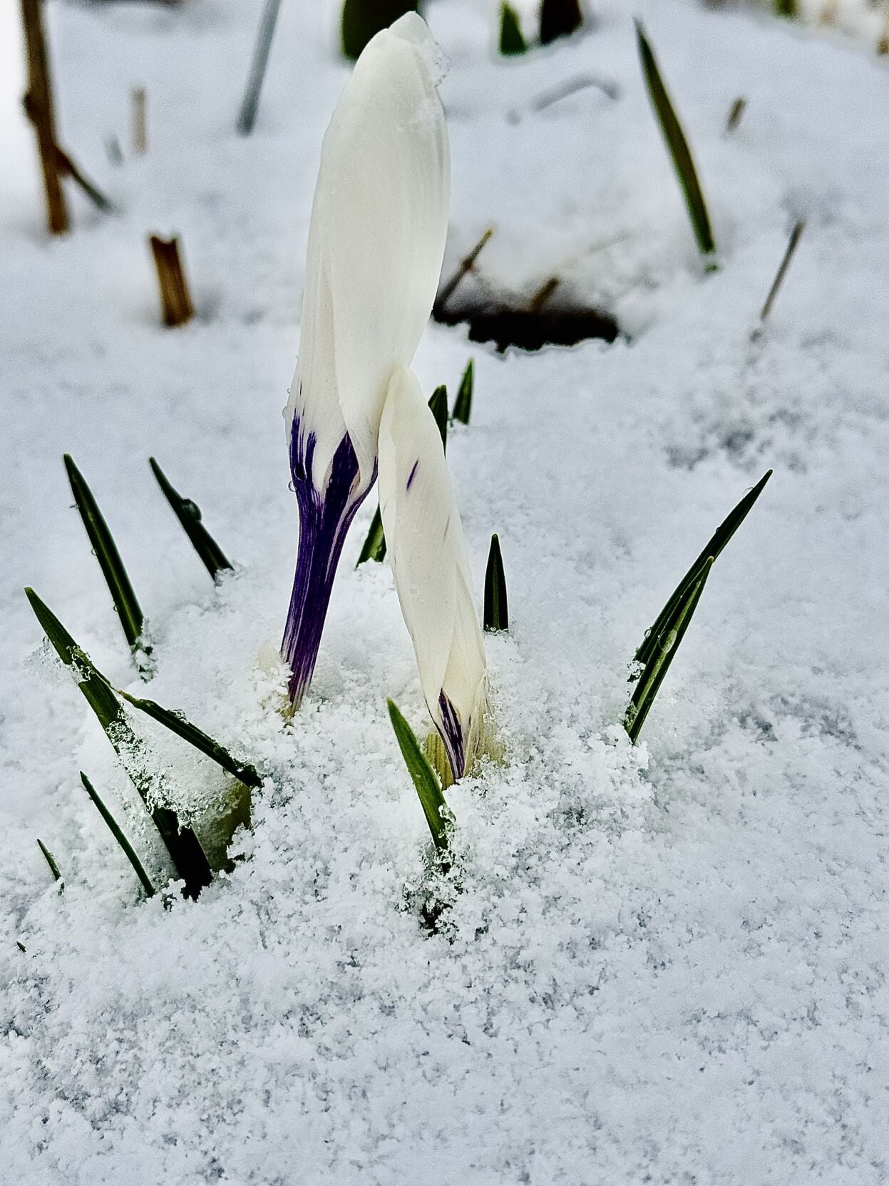 Reader Pics: April 11