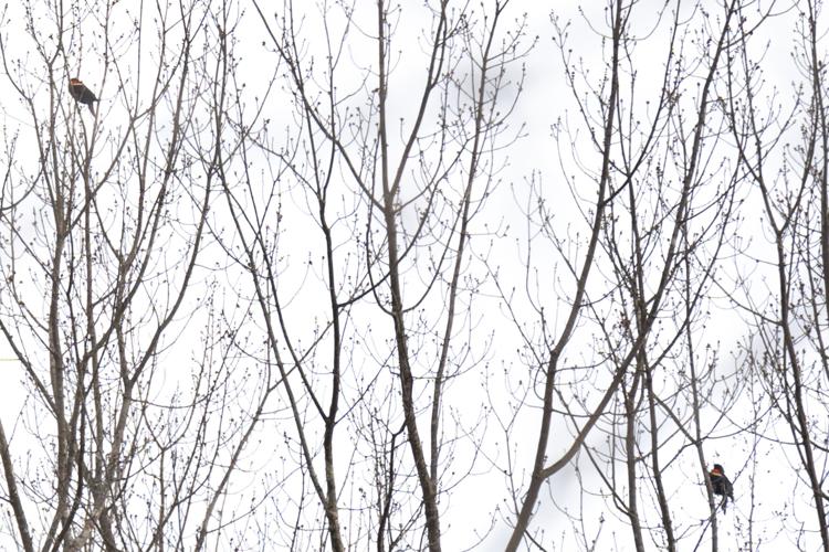 Red-winged blackbirds