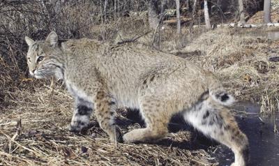 Bobcat