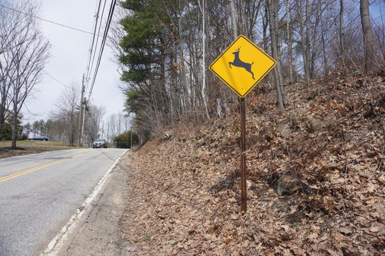 Deer crossing