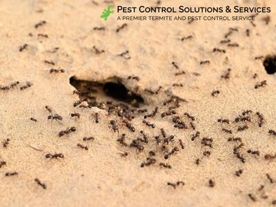 Pest Control Solutions & Services in Largo, FL, Shares Timeline for Pest Control Results After Professional Treatment