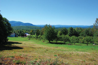 Fruit of the past – In Sandwich, a drive to reclaim apples of abandoned orchards