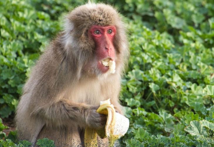 SWSCprimates