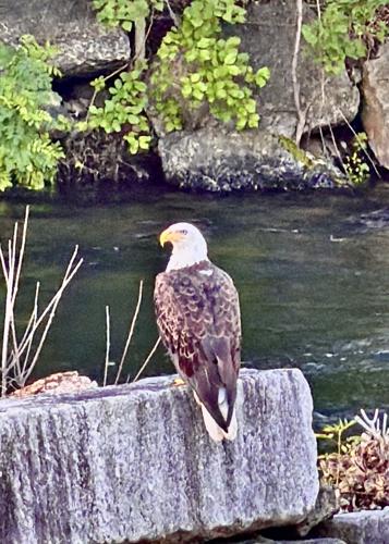 Reader Pics: July 4
