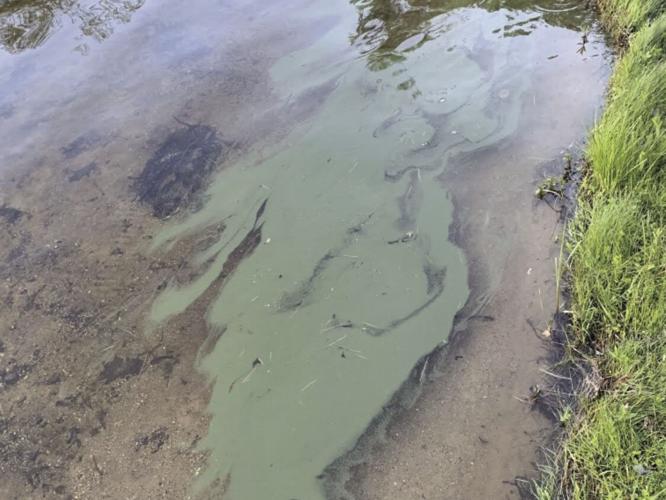 Cyanobacteria Update