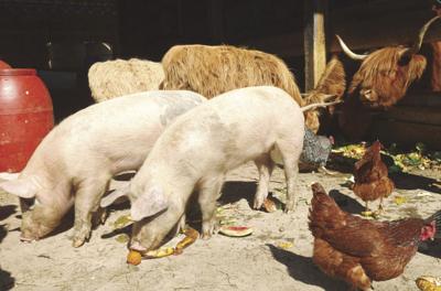 04-24 OUTDOORS PigsChickens_InPixio.jpg