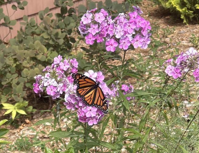 Reader Pics: Sept. 9