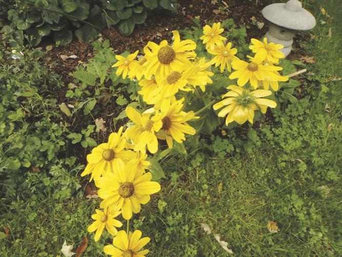 Planting with compost