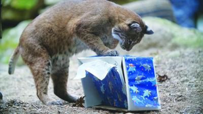 Animal birthday bash at Squam Science Center