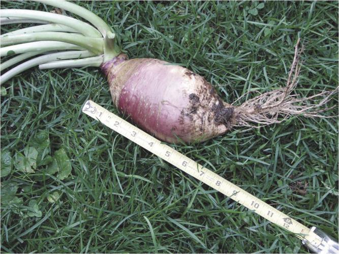 04-23 HOME Rutabagas are a good substitute for potatoes.jpg