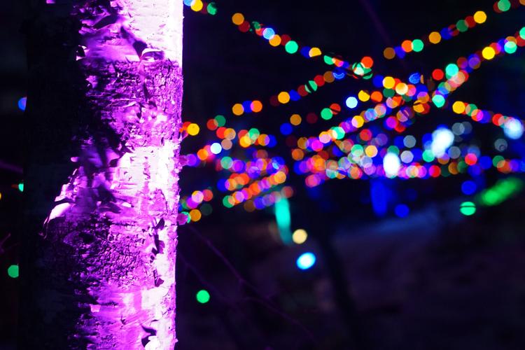 Birch tree and lights