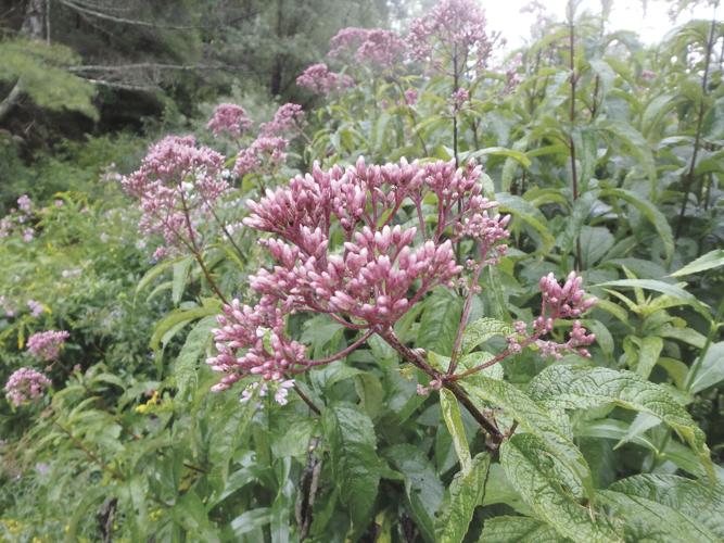 Joe Pye weed