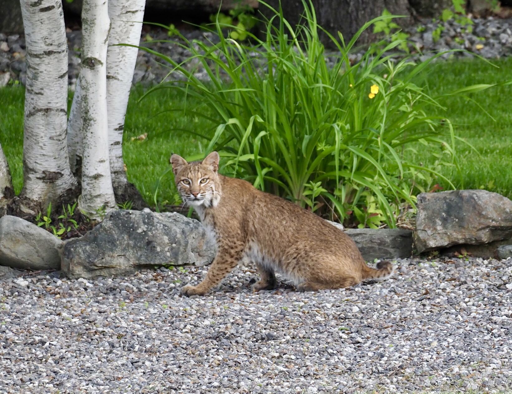 Reader Pics: June 16