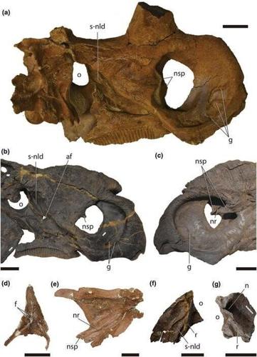 Triceratops had a huge nose to help control its body temperature, suggests study