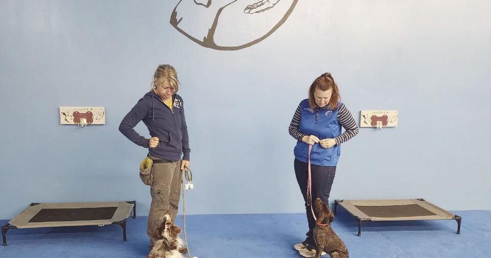 Humane Society starts classes in manners, obedience training for people and dogs | Local News