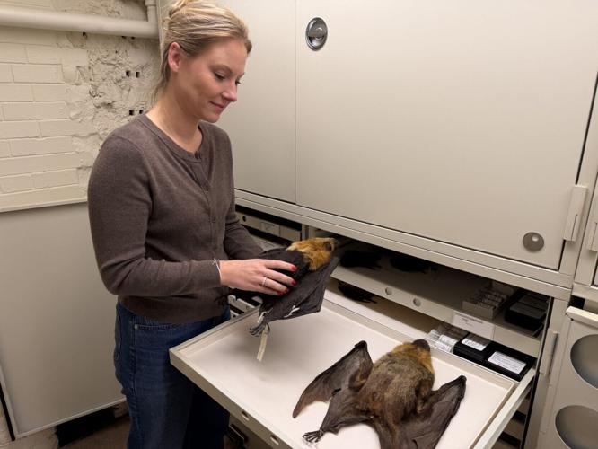 The world’s biggest bats are shrinking, reveals new research