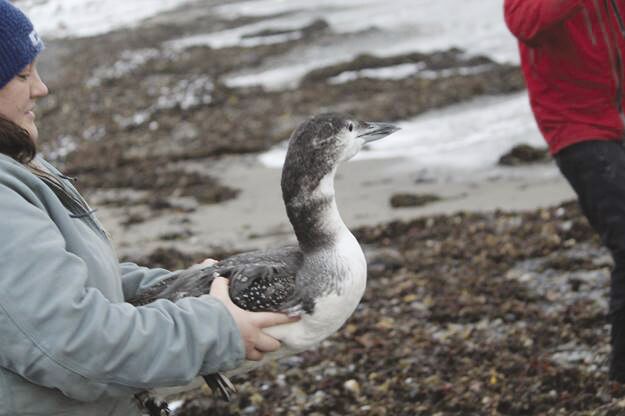 Loon Preservation Committee
