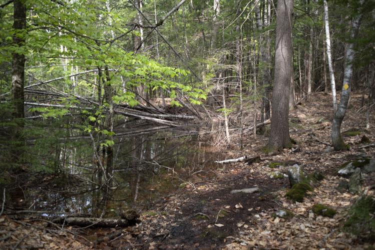 Meredith Community Forest pool