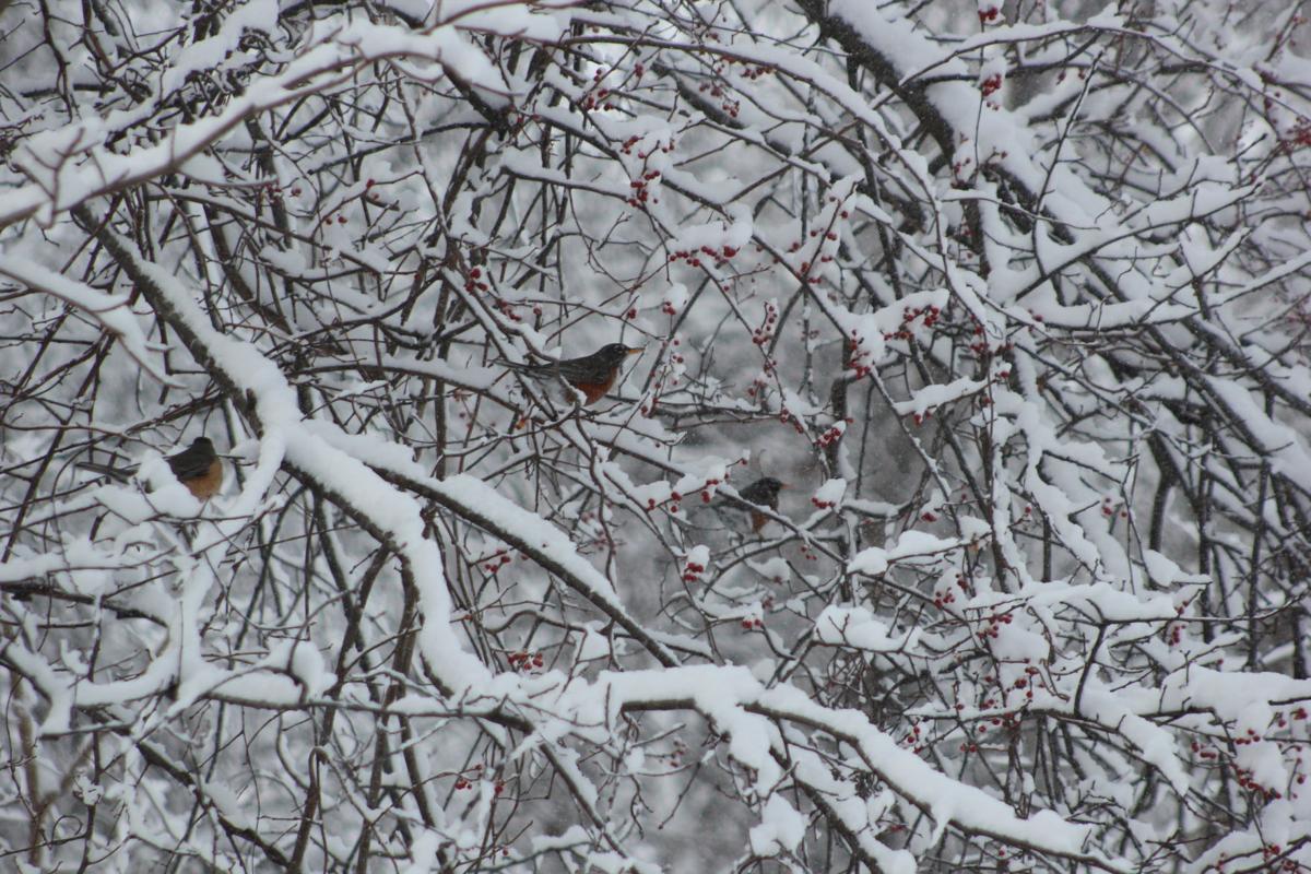Reader Pics: Feb. 11