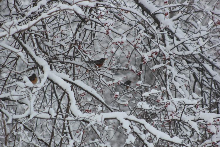 Reader Pics: Feb. 11