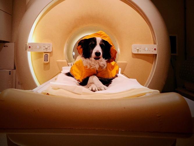 dogscan_featured