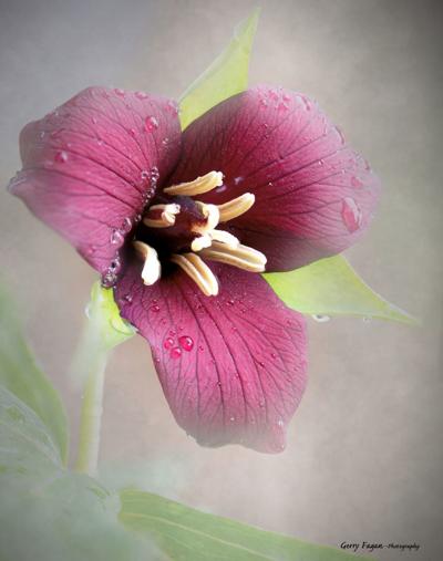 Red flower