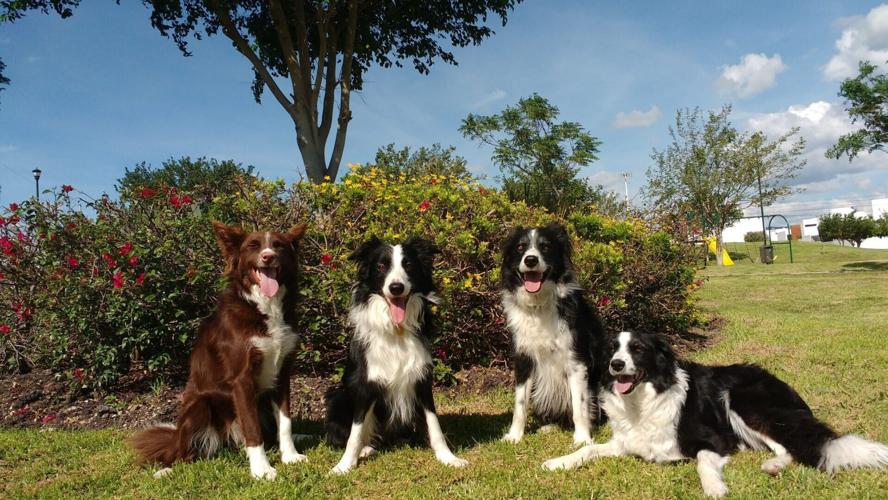 Dogs really can distinguish between human fear and sadness, reveals new research