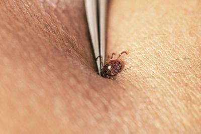 You don't want a lone star tick, or any tick, to get to this point if you can help it.