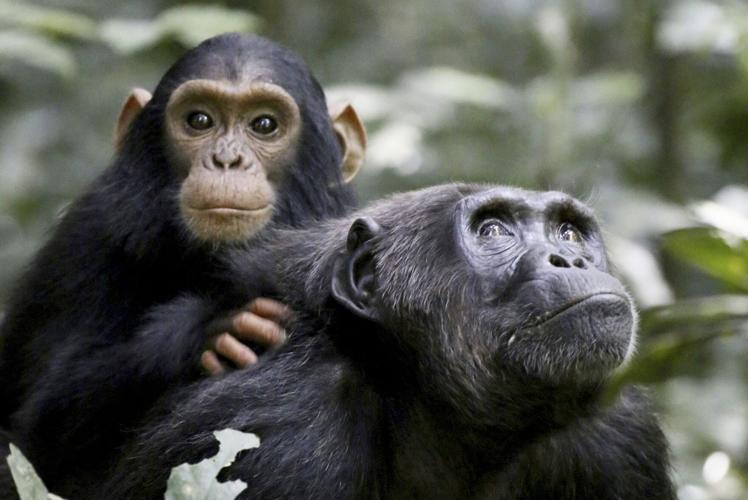 Chimps “engage in deadly battles with rival troops to raise reproductive success”