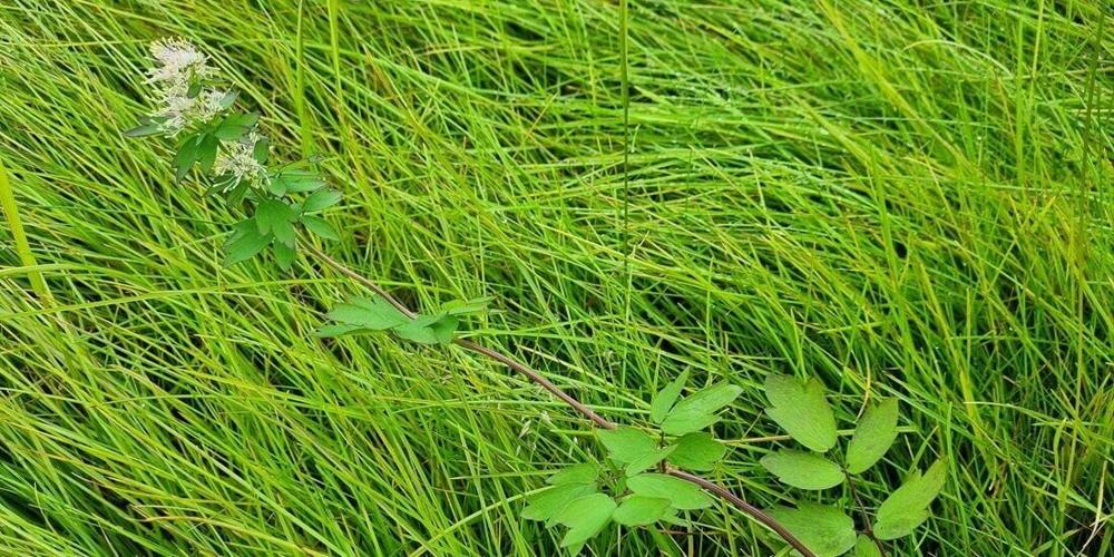 Thousands of alien species could invade the Arctic, warns study