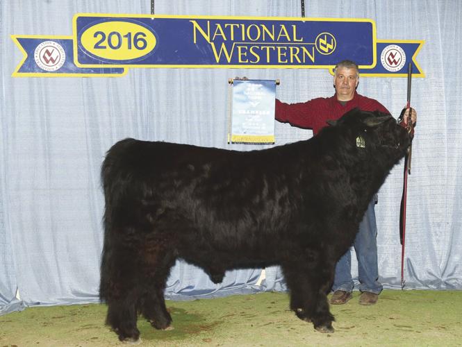 This is Highlander bull, Iron Mike in 2016.