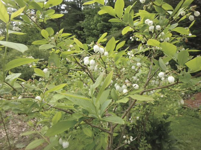 05-02 HOME Lots of blueberry blossoms tell me the soil is acidic enough.jpg