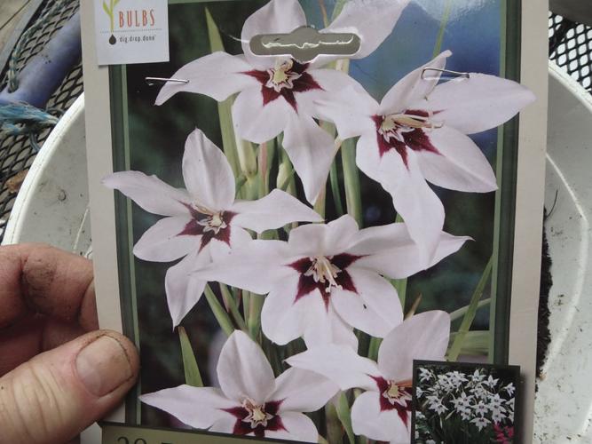 04-04 HOME Sword lilies are easy to grow, and very fragrant..jpg