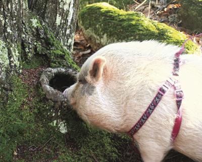 01-23 OUTDOORS TazzyElf6_InPixio.jpg