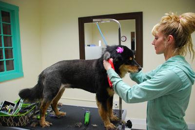 Grooming By Christi Opens Location In Downtown Meredith Local