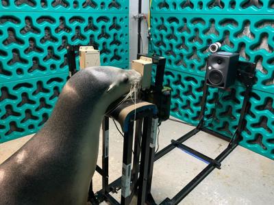 Seals and sea lions take hearing tests to study how human noise bothers them