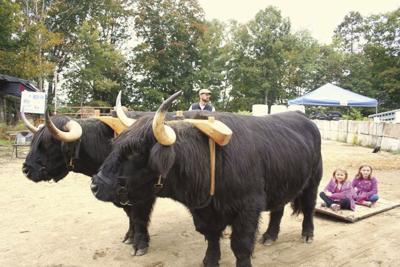 10-26 FARM steer
