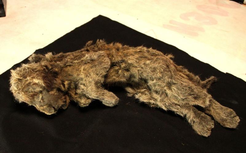 Extinct lion species interbred with its modern cousins, suggests new study