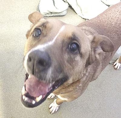 2-25 Pet of the week Scootaloo01.jpg