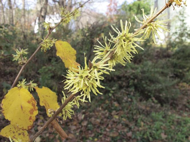 Witchhazel blossoms.